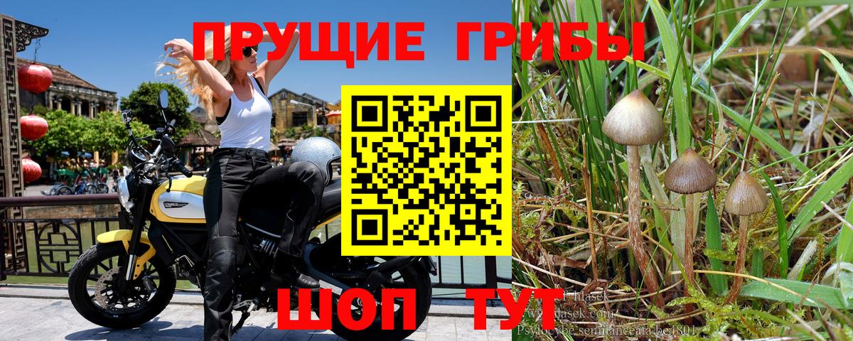 Псилоцибиновые грибы мухоморы  Псилоцибиновые грибы ЛСД  где купить наркоту  Вход с VPN  Нурлат 